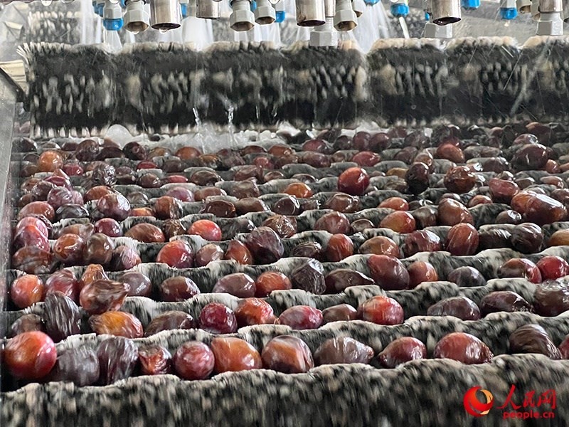 清洗西梅。人民網(wǎng)記者 常雪梅攝