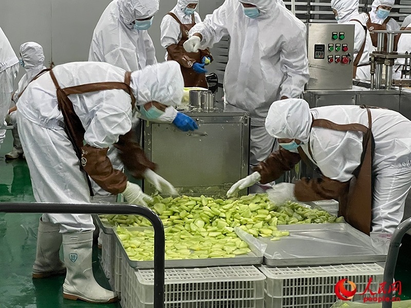 切片哈密瓜將被做成凍干食品。人民網(wǎng)記者 常雪梅攝