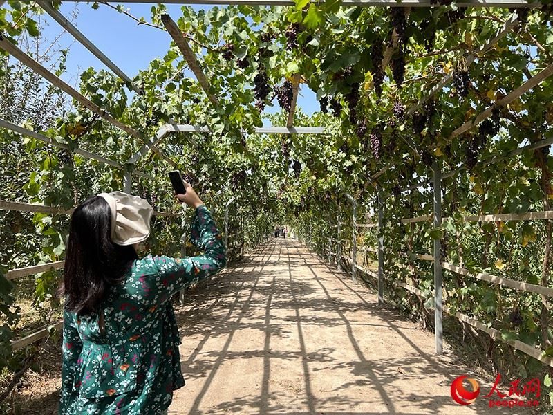 新疆閩龍達(dá)干果產(chǎn)業(yè)有限公司內(nèi)種植的葡萄。人民網(wǎng)記者 常雪梅攝