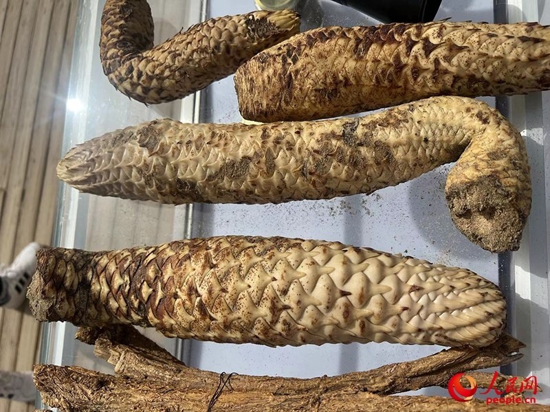 林下經(jīng)濟(jì)作物肉蓯蓉。人民網(wǎng)記者 常雪梅攝