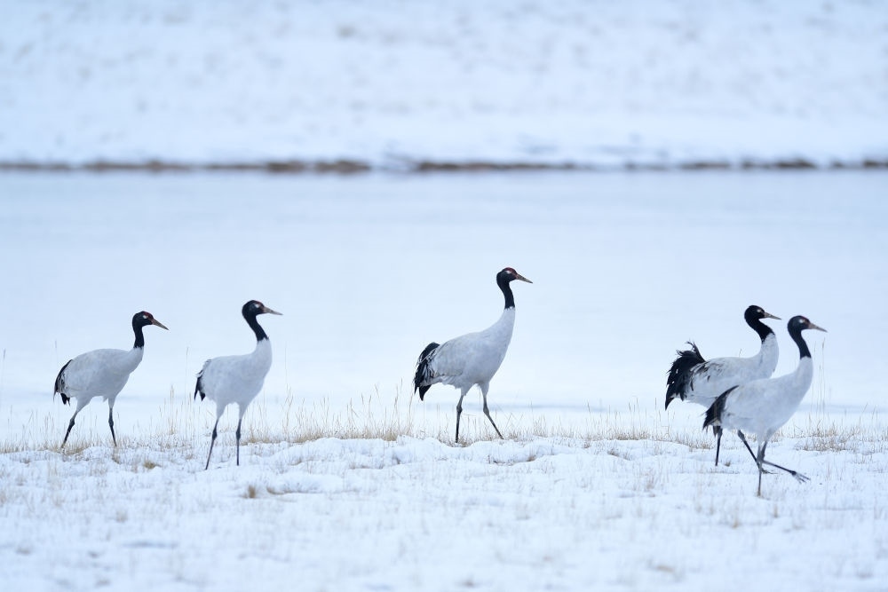 2021年10月21日在三江源國(guó)家公園黃河源園區(qū)內(nèi)拍攝的黑頸鶴。新華社記者 張龍 攝
