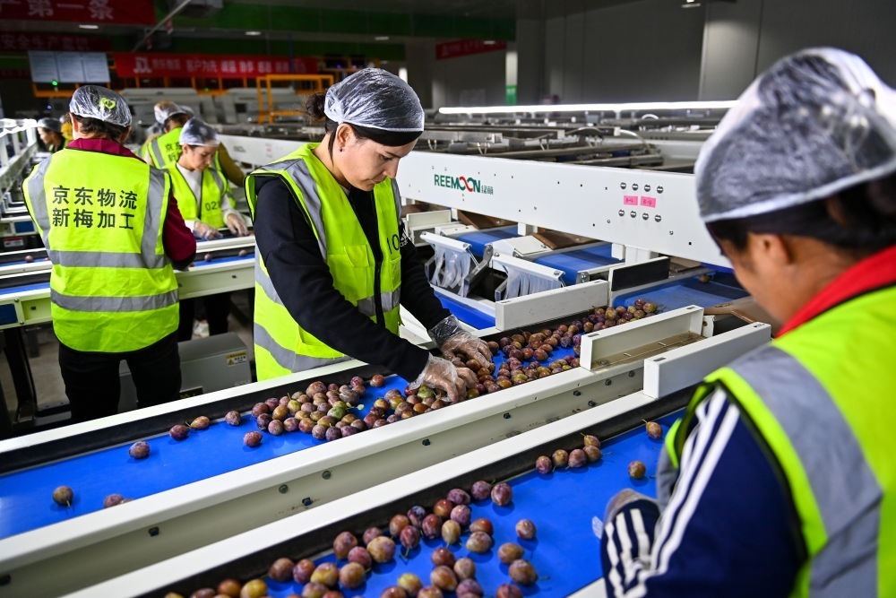 在新疆伽師縣粵伽新梅產(chǎn)業(yè)園內(nèi)的京東物流新疆智能供應(yīng)鏈中心，員工在智能分揀線檢查分選好的新梅（2023年8月30日攝）。新華社記者 丁磊 攝