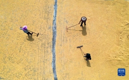 9月16日，湖南省郴州市桂陽(yáng)縣流峰鎮(zhèn)農(nóng)民在晾曬稻谷（無(wú)人機(jī)照片）。