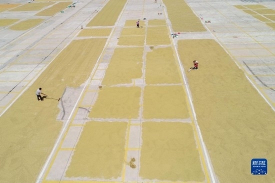 9月16日，村民在貴州省黔東南苗族侗族自治州丹寨縣金泉街道晾曬稻谷（無(wú)人機(jī)照片）。