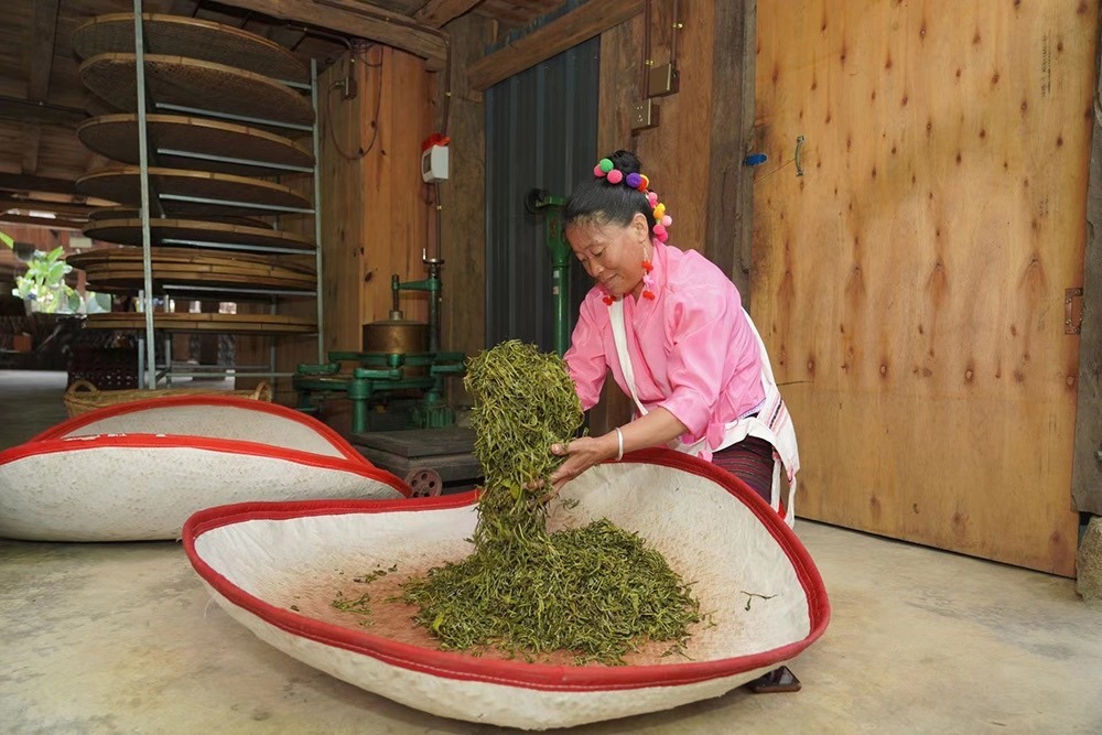 當(dāng)?shù)卮迕裾谌嗄聿枞~。普洱景邁山古茶林保護(hù)管理局供圖
