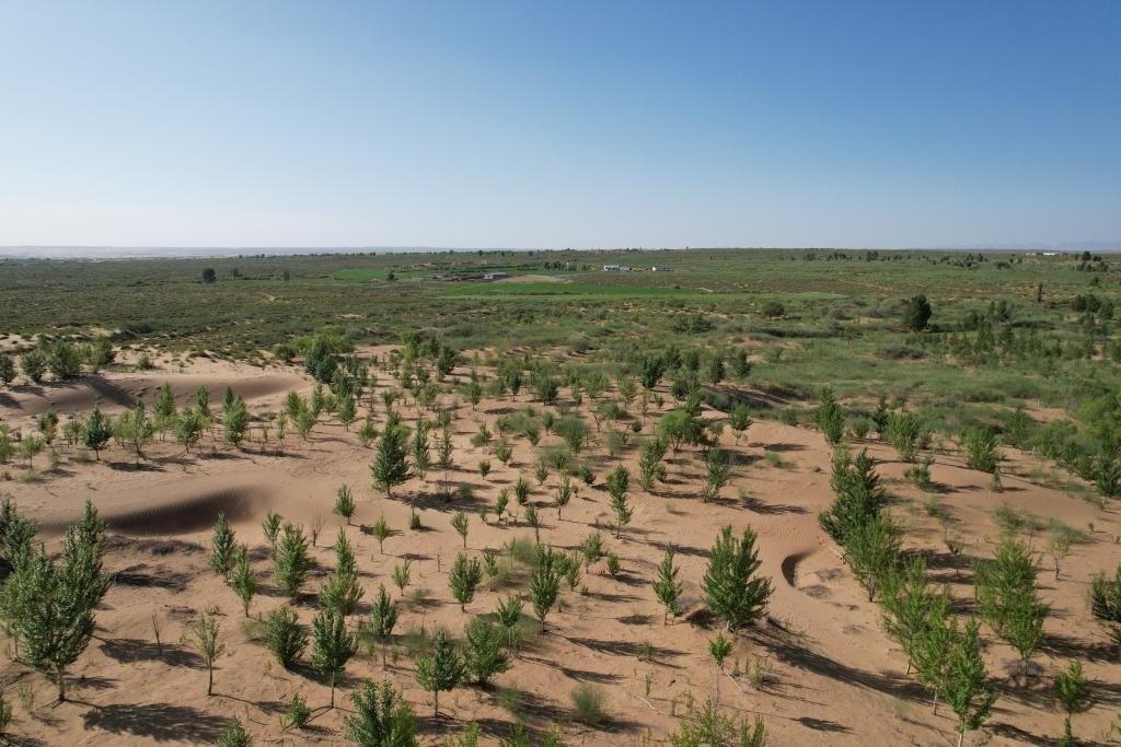 在庫布其沙漠腹地，牧民已讓10萬畝沙地變綠洲（無人機照片，2023年6月25日攝）。新華社記者李云平 攝