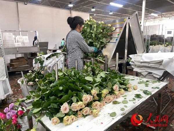 車間工人在整理花束。人民網(wǎng) 周靜圓攝