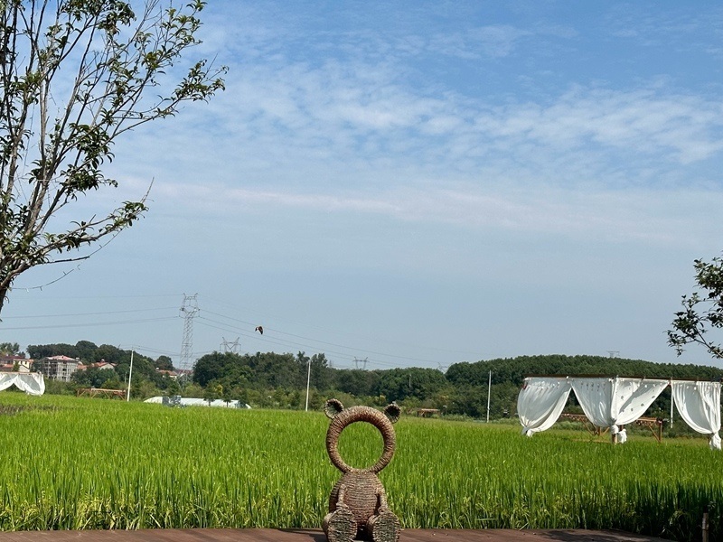 林語(yǔ)未來(lái)村打造農(nóng)家畈田園綜合體。人民網(wǎng) 王紹紹攝