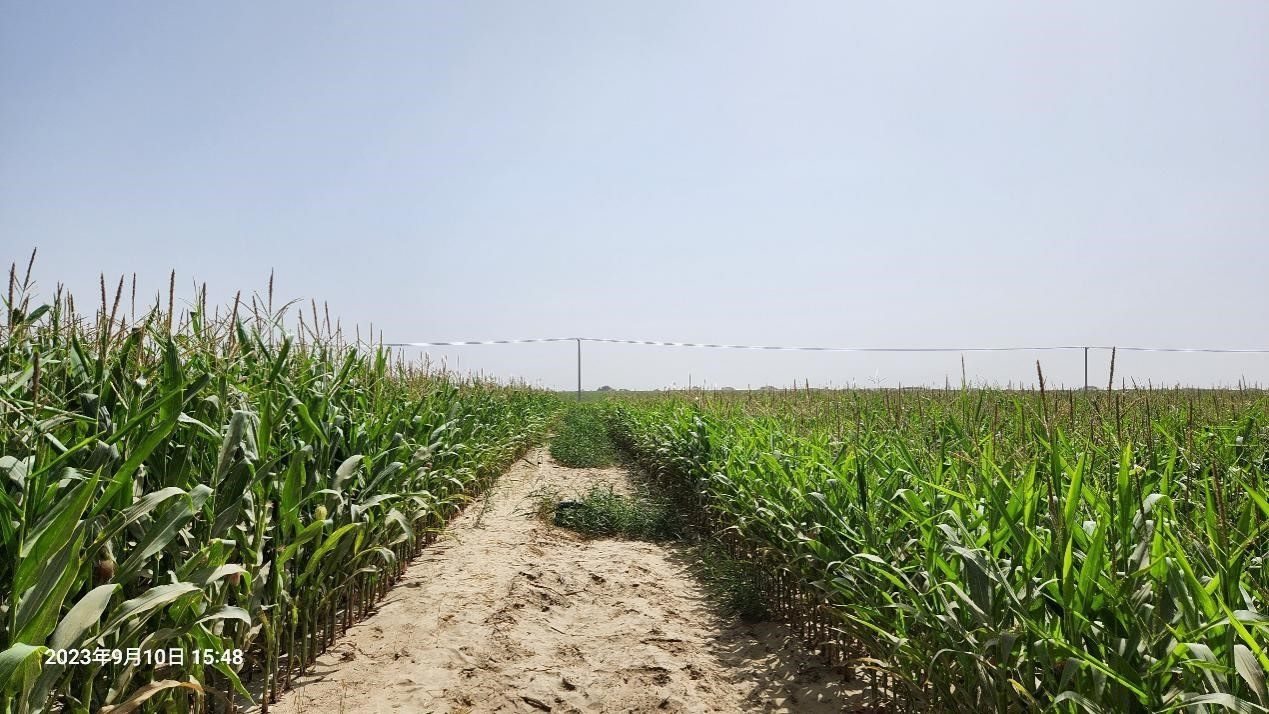 玉米改良40天后對(duì)比（左邊為改良組，右邊為對(duì)照組）。胡樹文團(tuán)隊(duì)供圖