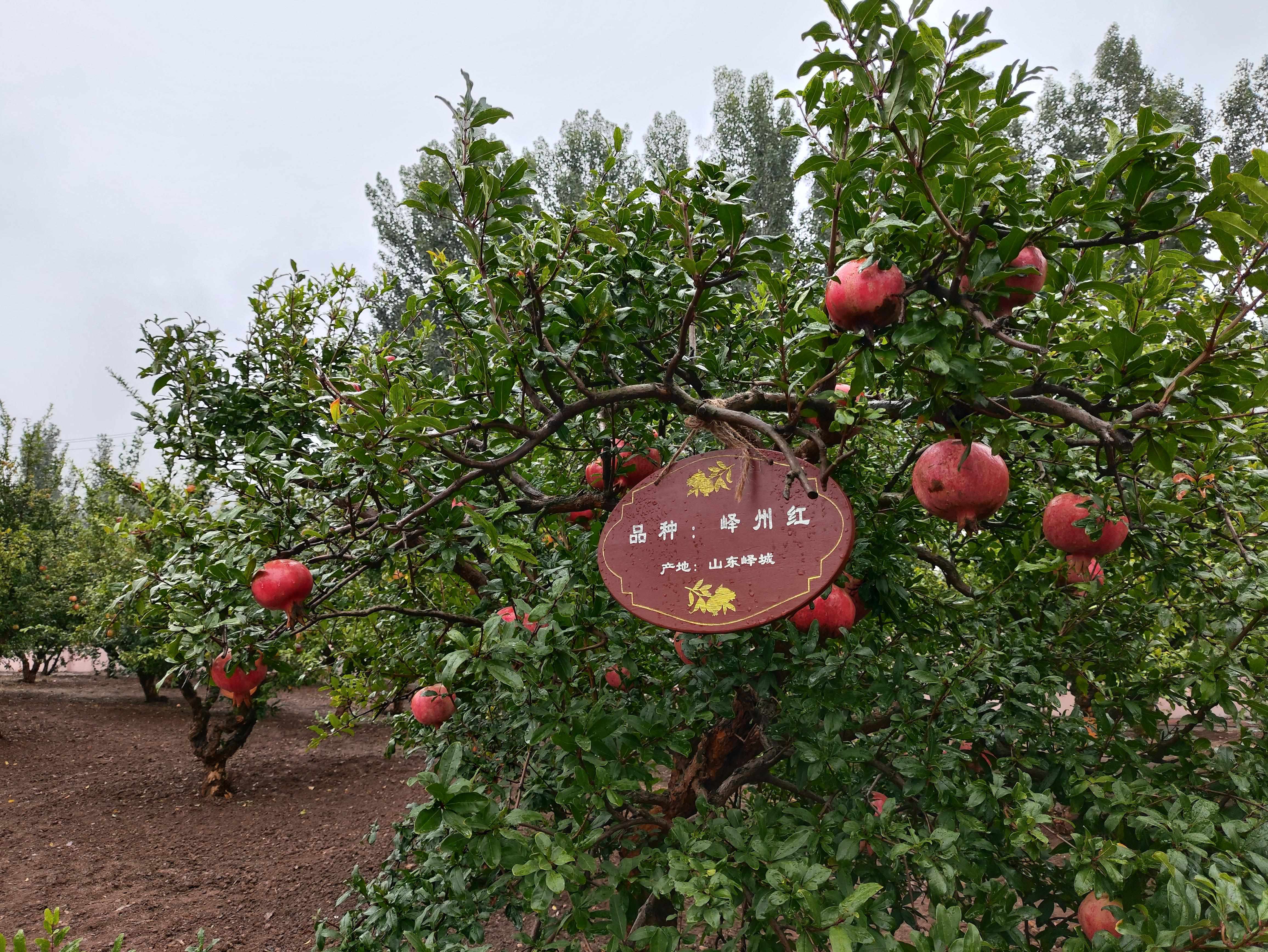 △石榴園中的“嶧州紅”品種，曾在2019年北京世園會優(yōu)質(zhì)果品大賽中獲金獎。（總臺央視記者鐘信偉拍攝）