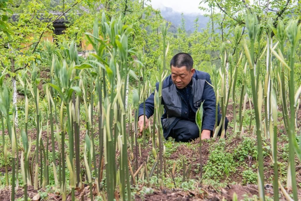 4月14日，村民陳朋在地里管護種植的黃精。新華社記者 唐奕 攝