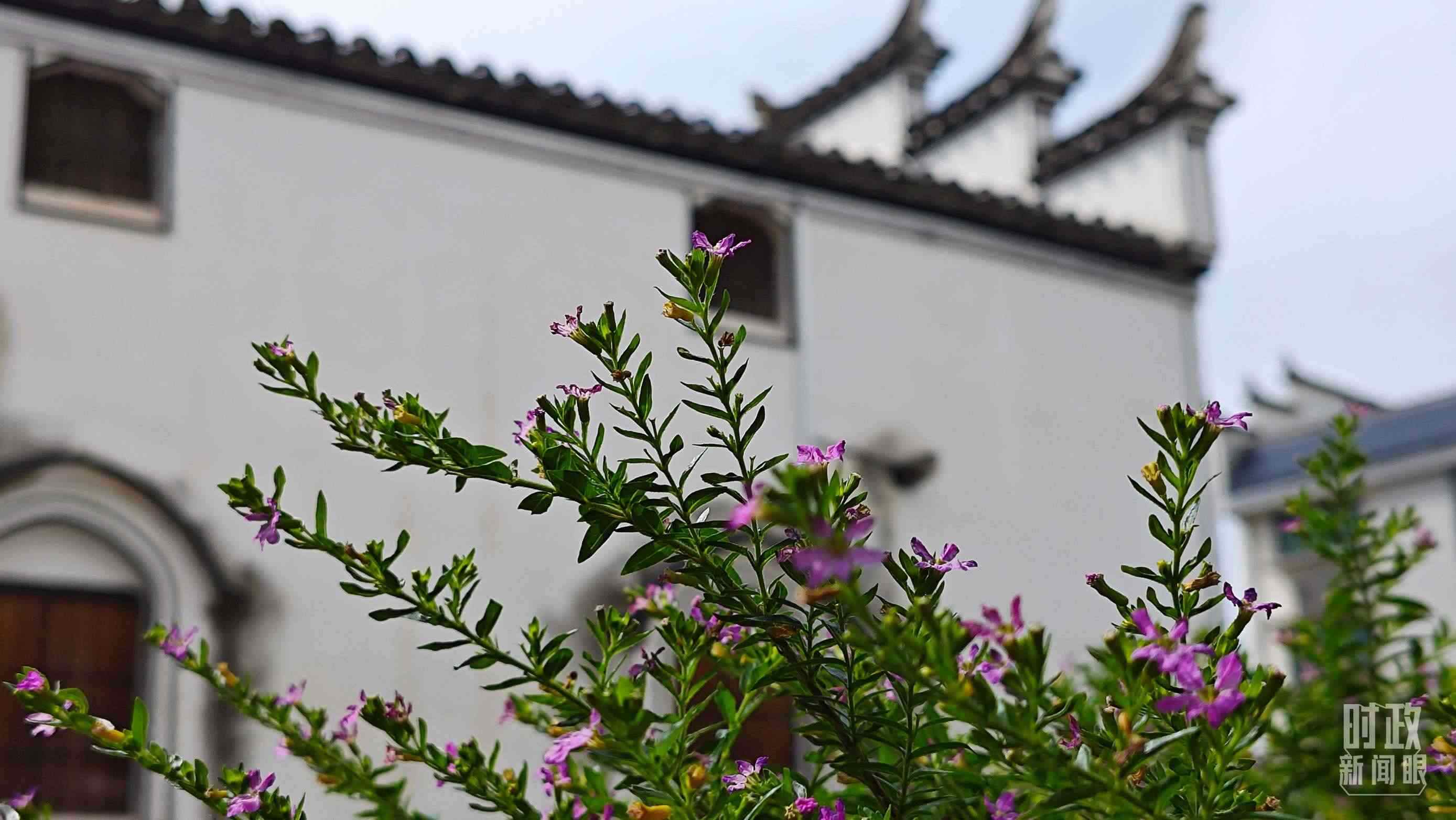 △李祖村。（總臺(tái)央視記者許永松拍攝）