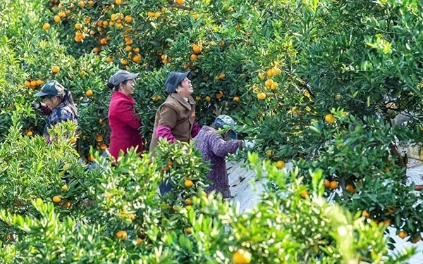 農(nóng)戶在果園中采摘果實。湖南省石門縣融媒體中心 唐亞翔攝