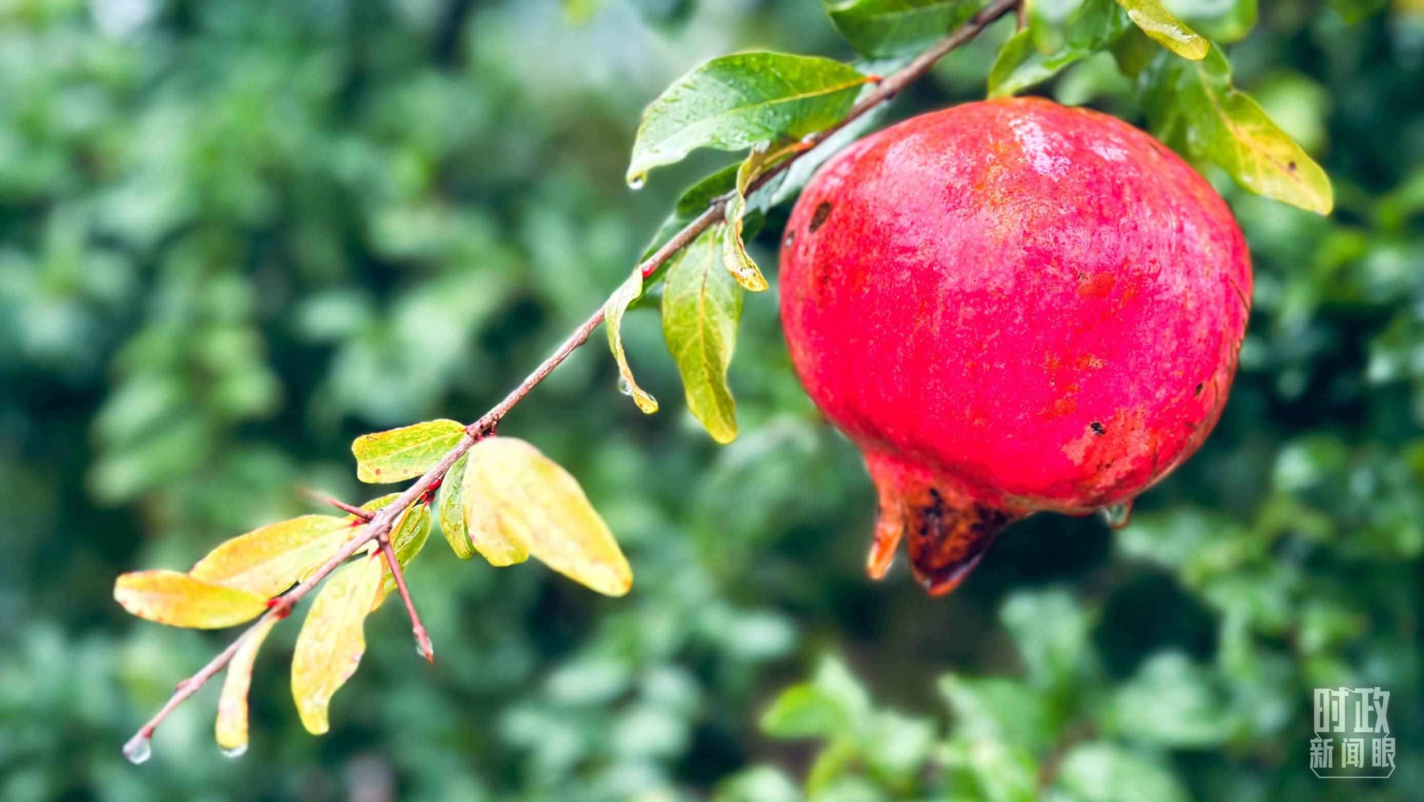 △山東省棗莊市冠世榴園，石榴紅了。（總臺(tái)央視記者范一鳴拍攝）