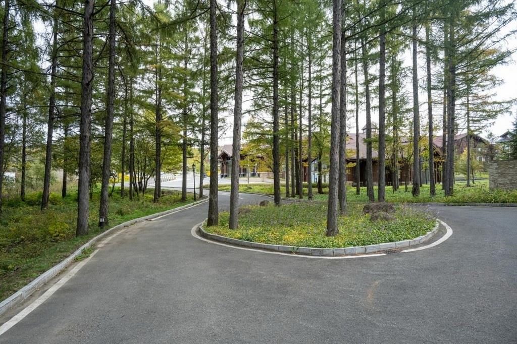 園區(qū)里“路讓樹”成為行為準則。王哲攝