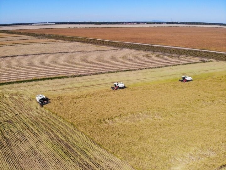 這是在位于黑龍江雙鴨山市友誼縣的北大荒農(nóng)業(yè)股份有限公司友誼分公司一地塊拍攝的水稻收獲現(xiàn)場（2023年9月21日攝，無人機照片）。新華社記者 王松 攝