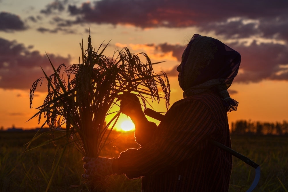 農(nóng)民在吉林省吉林市永吉縣萬昌鎮(zhèn)花家村收割水稻（2023年9月12日攝）。新華社記者 張楠 攝