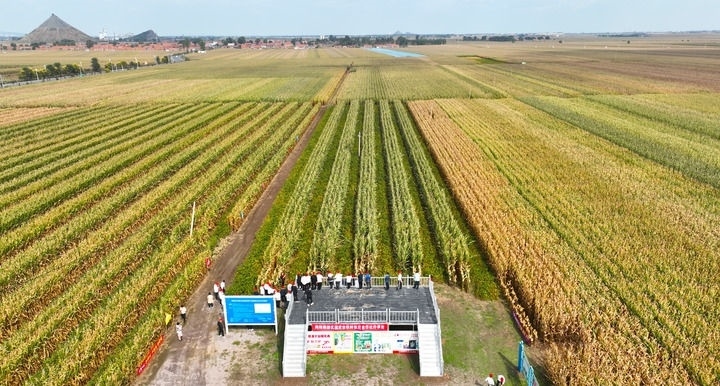 在遼寧省鐵嶺縣蔡牛鎮(zhèn)，外地農(nóng)民到張莊玉米合作社的大田里學習玉米選種和栽種技術(shù)（2023年9月26日攝，無人機照片）。新華社記者 楊青 攝