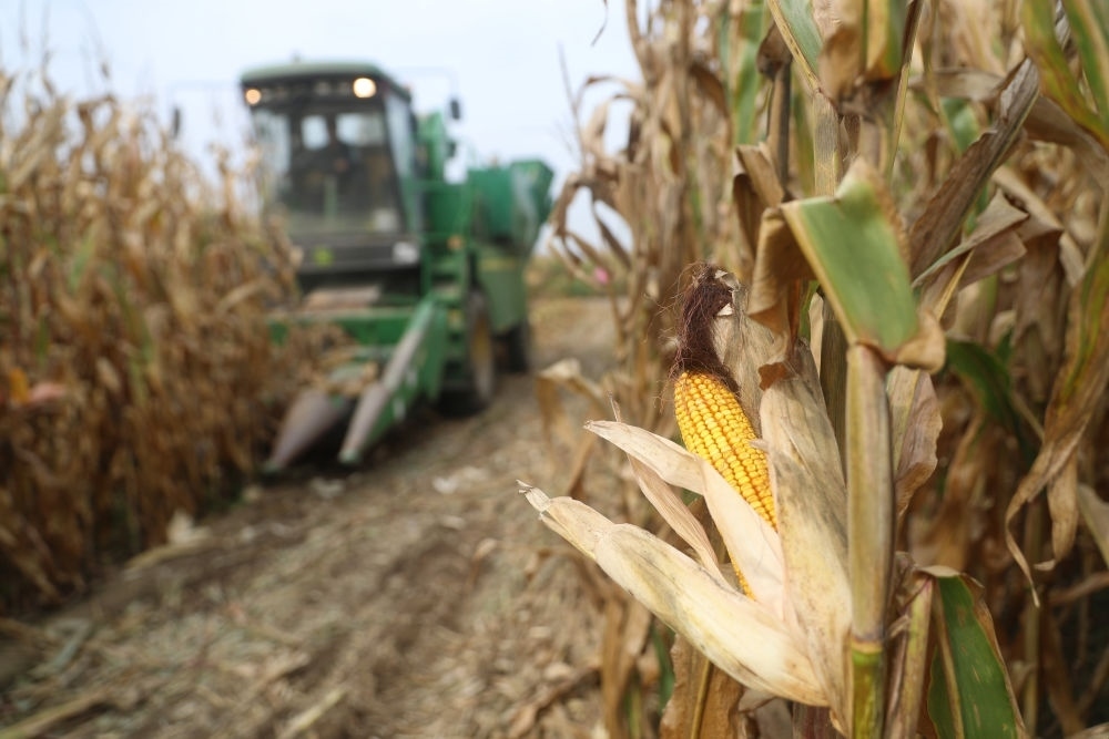 在遼寧省鐵嶺縣蔡牛鎮(zhèn)玉米田里，農(nóng)民駕駛農(nóng)機收割玉米（2023年9月26日攝）。新華社記者 楊青 攝