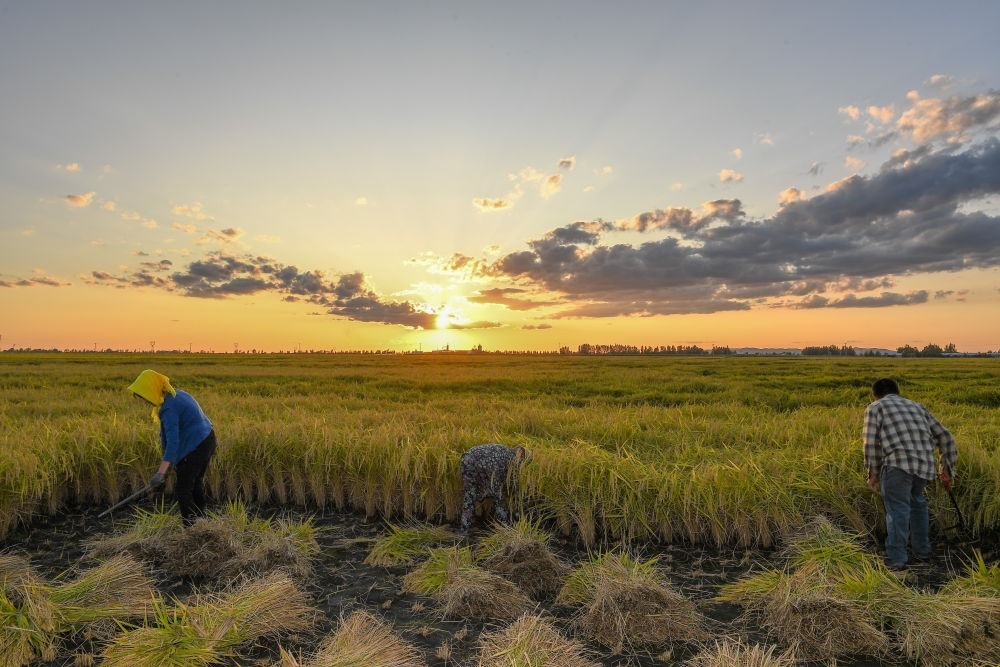 農(nóng)民在吉林省吉林市永吉縣萬昌鎮(zhèn)花家村收割水稻（2023年9月12日攝）。新華社記者 張楠 攝