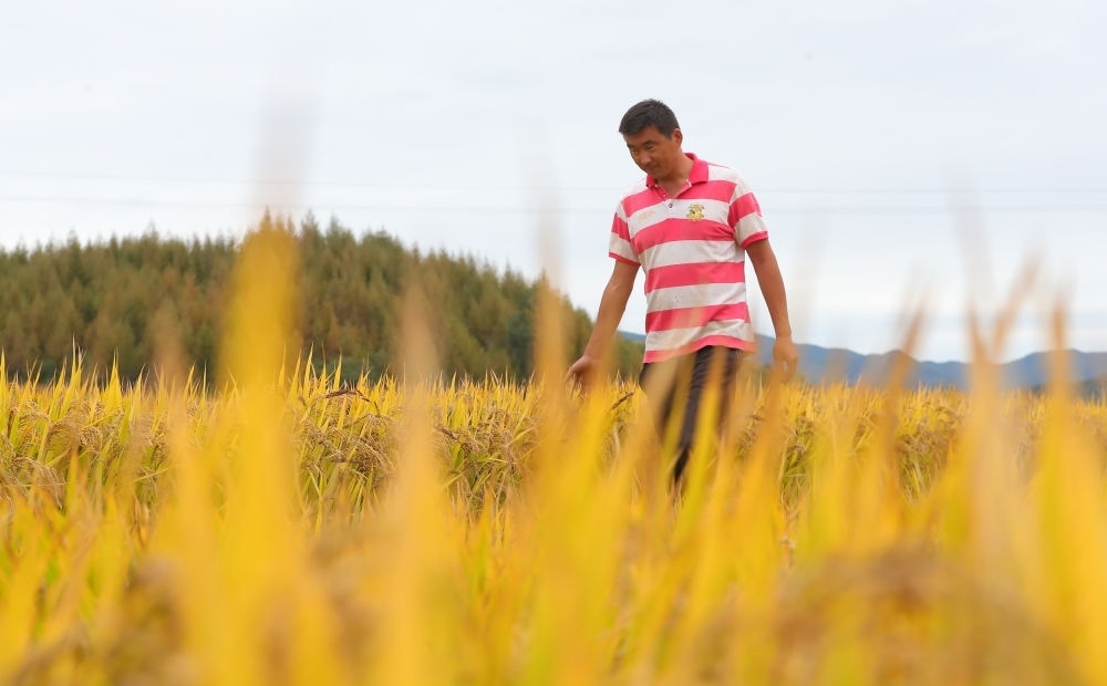 在遼寧省撫順市新賓滿族自治縣新賓鎮(zhèn)的水稻田里，農(nóng)民丁輝查看水稻成熟情況（2023年9月25日攝）。新華社記者 楊青 攝