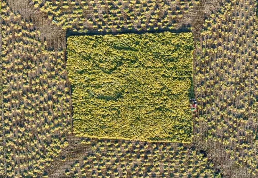 在吉林省舒蘭市平安鎮(zhèn)金星村，農(nóng)民駕駛農(nóng)機收割水稻（2023年9月21日攝，無人機照片）。新華社記者 張楠 攝