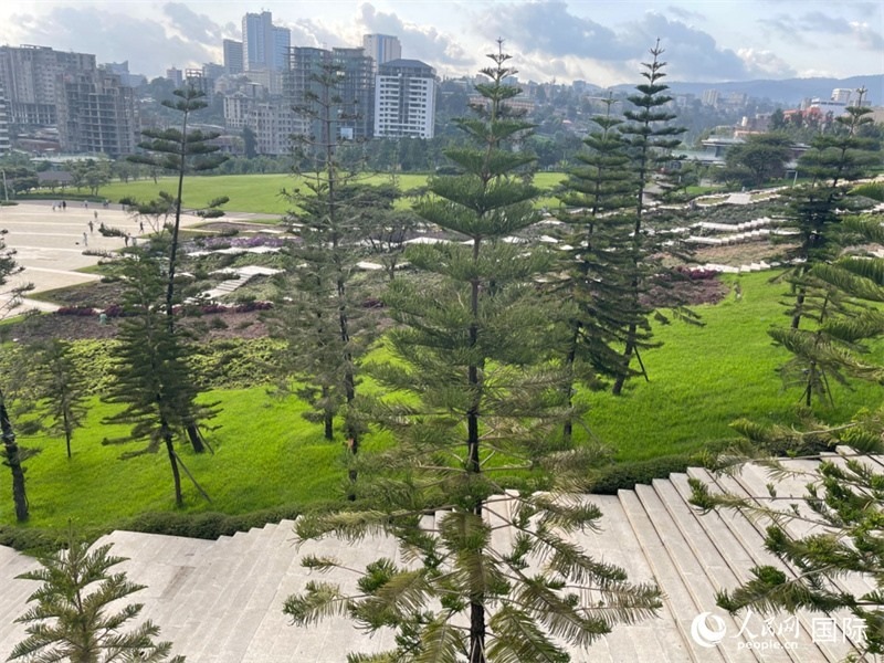 亞的斯亞貝巴友誼廣場的南洋杉。人民網(wǎng)記者 趙艷紅攝