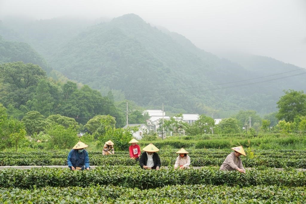 2022年5月11日，村民在大灣村生態(tài)茶園內(nèi)采摘茶葉。新華社記者杜宇攝