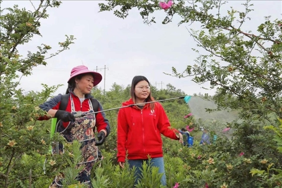 王永華（右一）向龍鳳村村民傳授噴灑農(nóng)藥技術(shù)要領(lǐng)。受訪者供圖