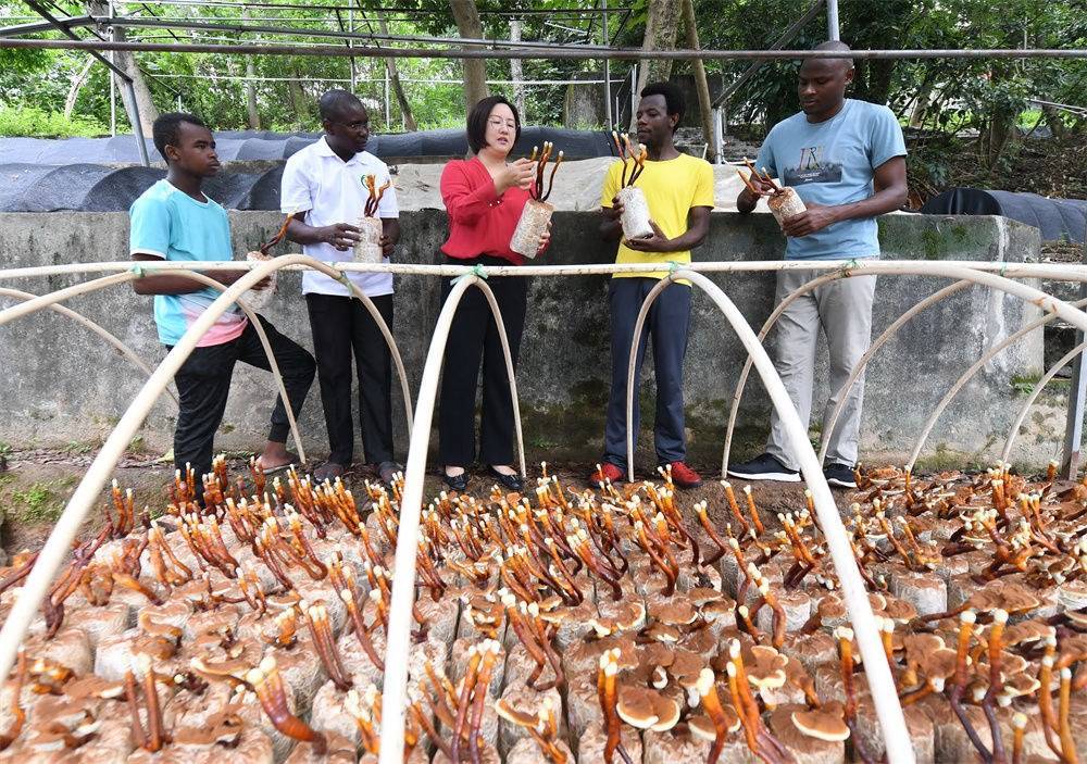 2021年8月12日，福建農(nóng)林大學國家菌草工程技術(shù)研究中心副主任林冬梅（中）為非洲留學生講解菌草鹿角靈芝的栽培情況。新華社記者 林善傳 攝