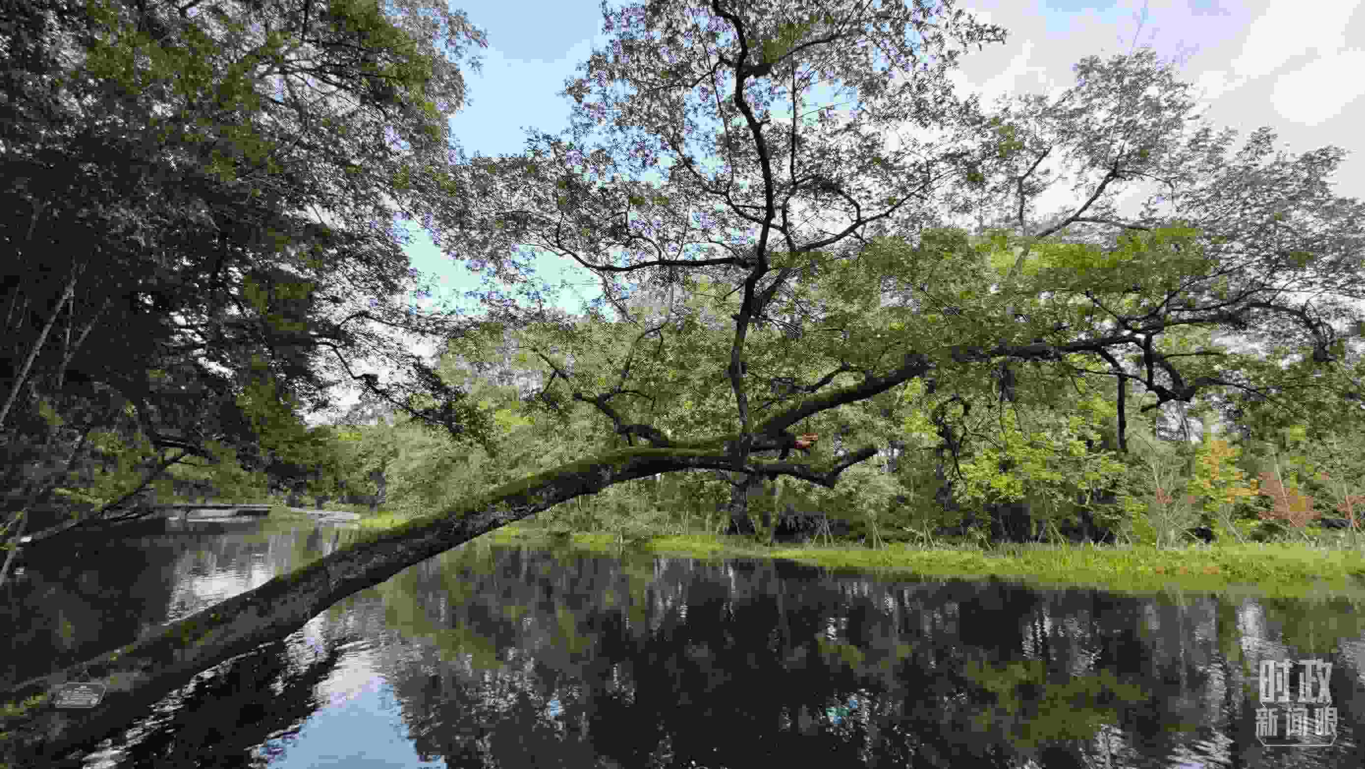 △饒河源國(guó)家濕地公園。（總臺(tái)央視記者郁振一拍攝）