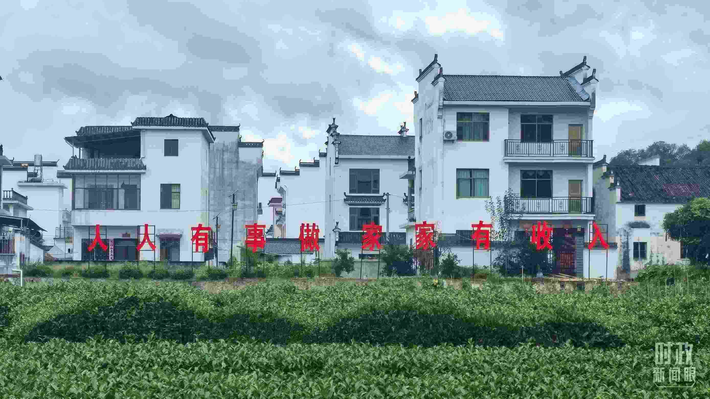 △石門(mén)村村民種植的茶葉。（總臺(tái)央視記者賈林拍攝）