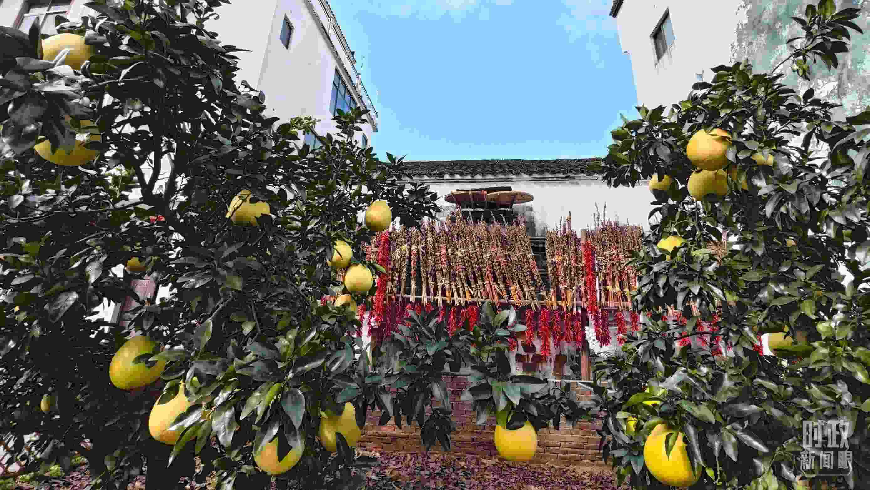 △石門(mén)村農(nóng)家小院里碩果累累。（總臺(tái)央視記者許永松拍攝）