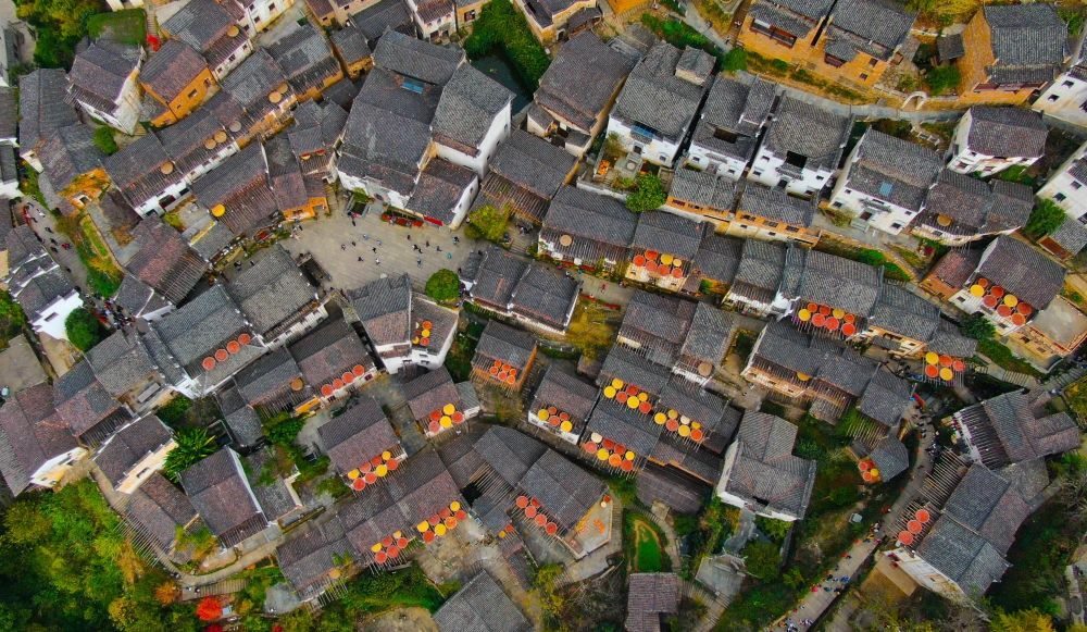 這是婺源縣江灣鎮(zhèn)篁嶺村的曬秋景象（2019年11月7日攝）。