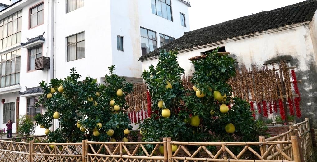 近日在江西省上饒市婺源縣秋口鎮(zhèn)王村石門自然村拍攝的馬家柚。新華社記者 胡晨歡 攝