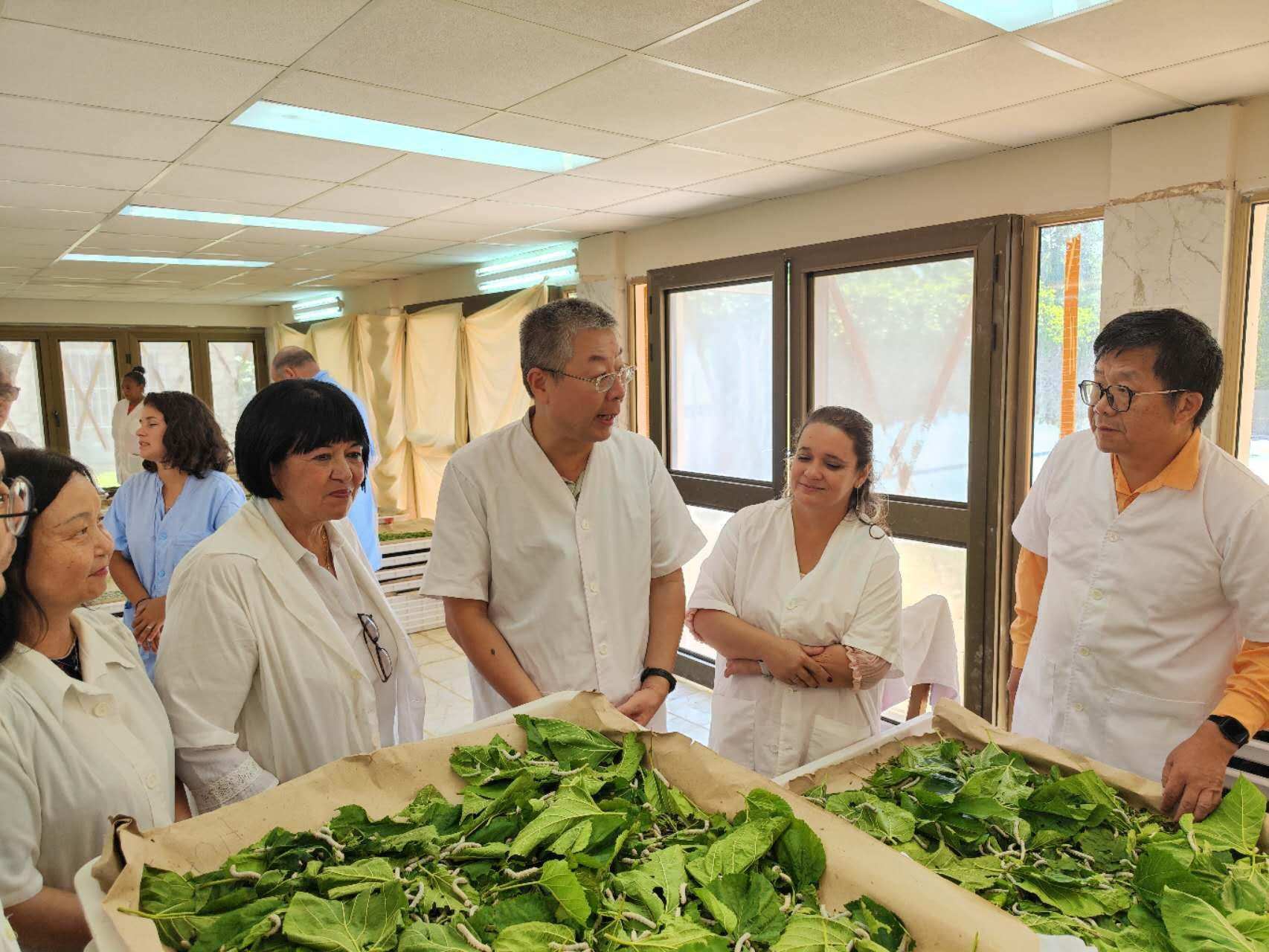 2023年5月23日，中國駐古巴大使馬輝考察古中蠶桑科技合作中心。來源：中國駐古巴大使館官網(wǎng)