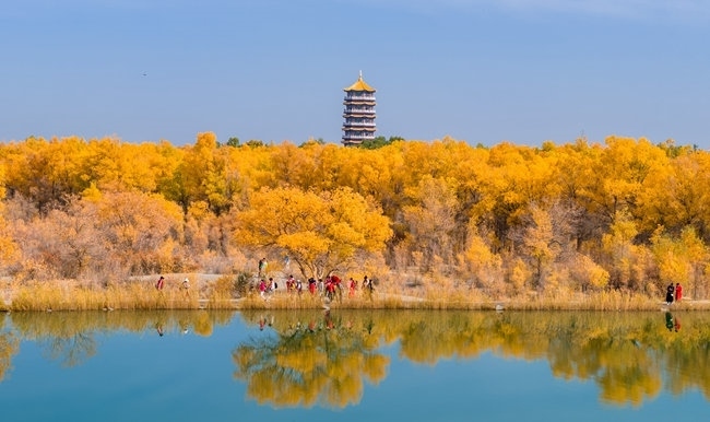 胡楊林金碧耀眼。蘭州局集團(tuán)公司融媒體中心供圖