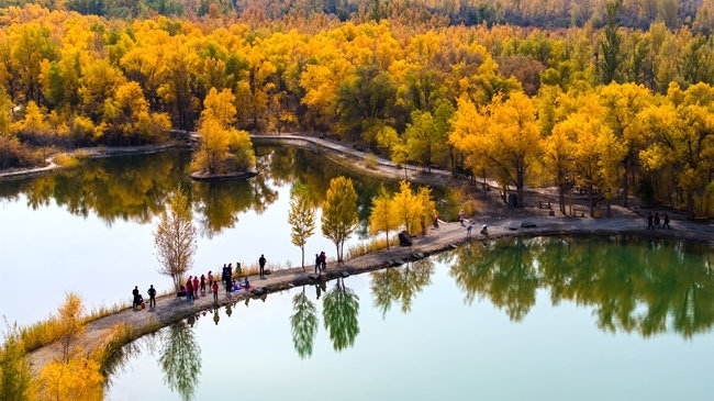 胡楊林金碧耀眼。蘭州局集團(tuán)公司融媒體中心供圖