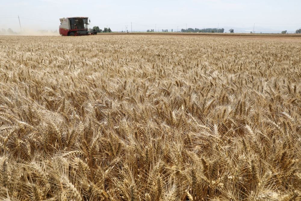  河南省焦作市溫縣黃河街道張王莊村村民駕駛收割機在田間收獲小麥（2023年6月6日攝）。新華社發(fā)（徐宏星 攝）