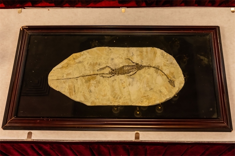 潛龍化石。國家文物局供圖