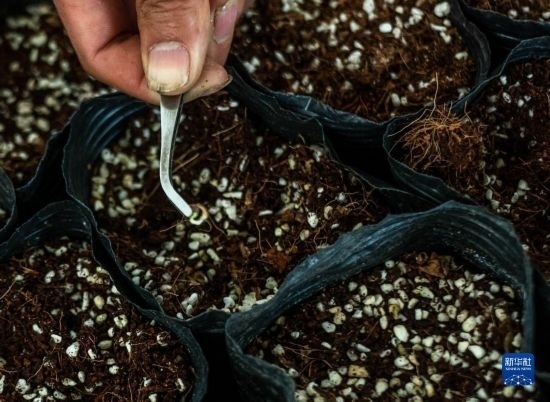 云南錦科花卉工程研究中心里已經發(fā)芽的太空種子（4月3日攝）。