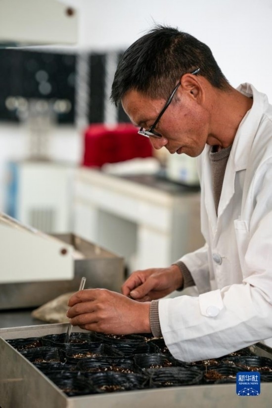 技術員田連通在實驗室播種太空種子（4月3日攝）。