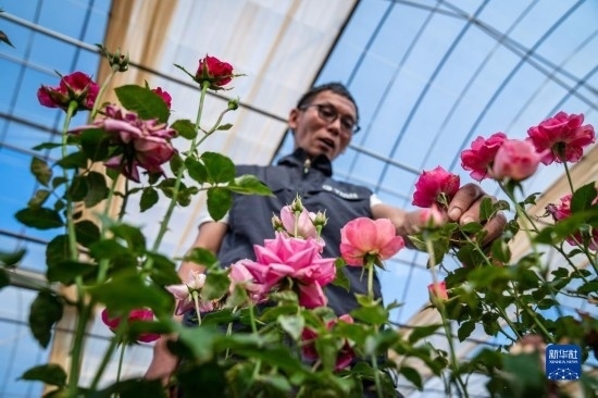 在云南省安寧市現(xiàn)代農業(yè)園區(qū)玫瑰種植示范園，技術員田連通觀察玫瑰花（10月20日攝）。