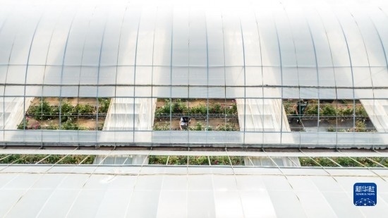 云南省安寧市現(xiàn)代農業(yè)園區(qū)玫瑰種植示范園一景（無人機照片，10月20日攝）。