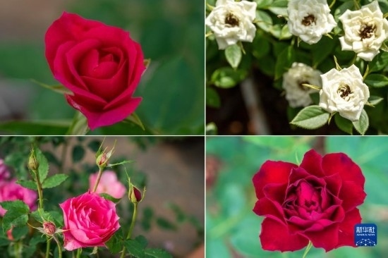 這是云南省安寧市現(xiàn)代農業(yè)園區(qū)玫瑰種植示范園里玫瑰新品種的拼版照片。