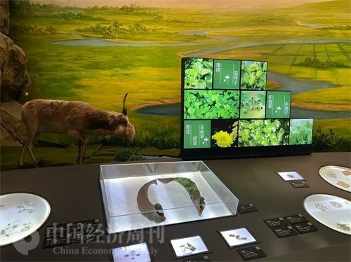  （中醫(yī)藥博物館展出的各類中藥材令人應(yīng)接不暇。中國經(jīng)濟(jì)周刊記者 郭志強(qiáng) 攝）