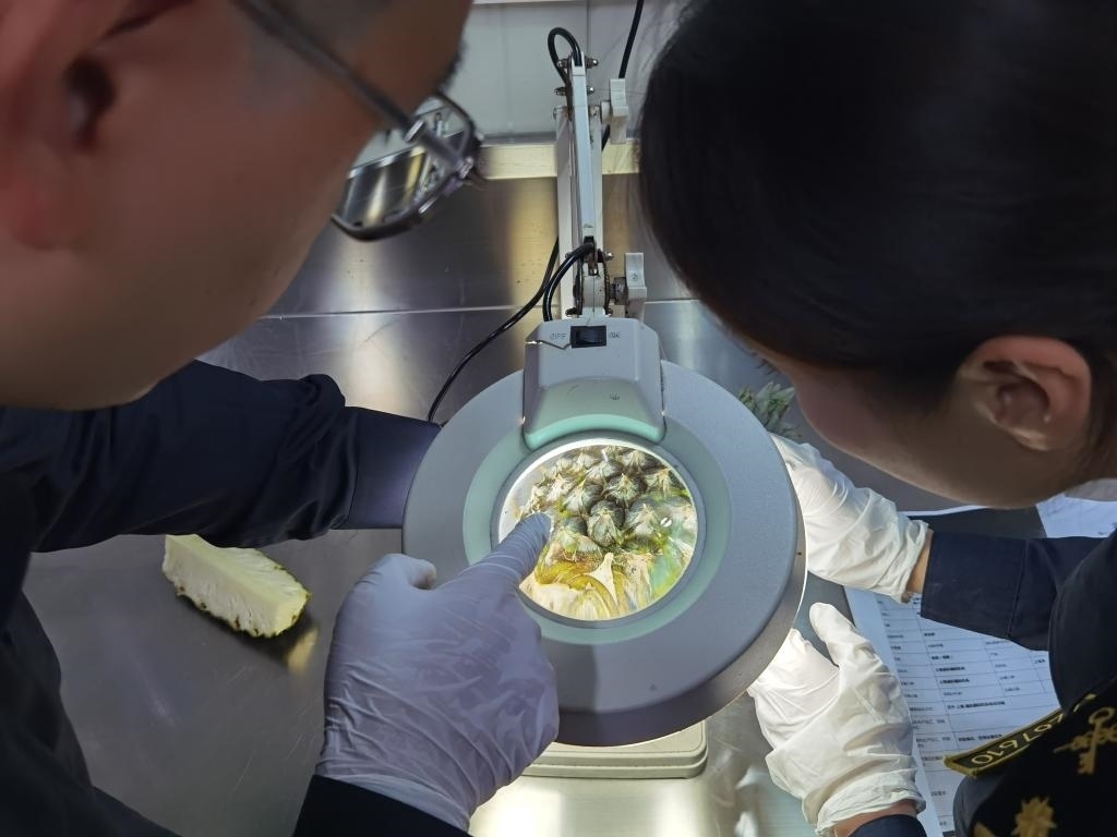 11月3日，上海海關(guān)關(guān)員對首批入境中國、參展第六屆進(jìn)博會(huì)的貝寧菠蘿進(jìn)行檢驗(yàn)檢疫。新華社記者 吳宇 攝