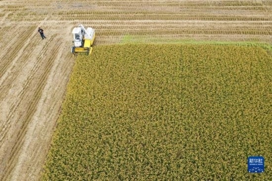 11月4日，在南通市通州區(qū)十總鎮(zhèn)育民村農(nóng)場，一臺設(shè)置好參數(shù)的無人收割機在工作中（無人機照片）。