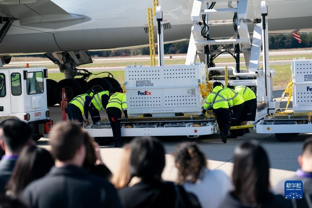 11月8日，在美國(guó)弗吉尼亞州的華盛頓杜勒斯國(guó)際機(jī)場(chǎng)，裝有大熊貓的特制“旅行包廂”準(zhǔn)備運(yùn)上專機(jī)。新華社記者劉杰攝