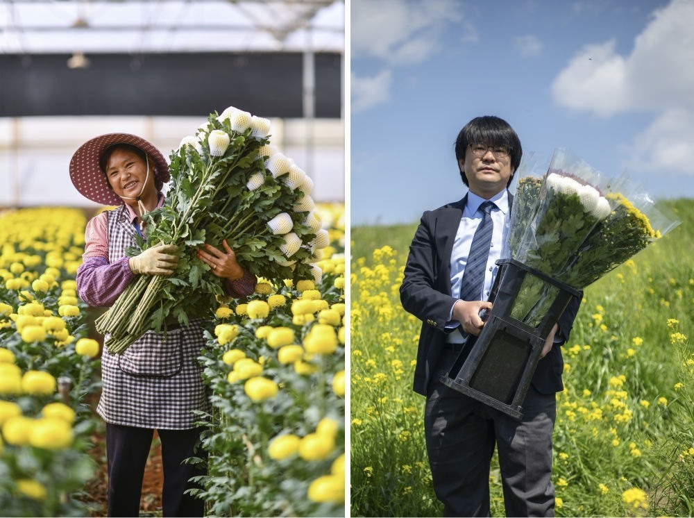這張拼版照片中，左圖為2023年3月22日在中國云南省開遠市，花農(nóng)李蘭英在采摘鮮花；右圖為2023年4月3日在日本埼玉縣三鄉(xiāng)市，經(jīng)營花卉公司的小西武為訂貨的花店送花。中國云南有著亞洲最大的鮮切花交易市場，一年可以賣出110億枝鮮切花。春季云南大量鮮花進入盛花期，各類鮮花通過冷鏈物流陸續(xù)進入日本市場，成為當(dāng)?shù)厝松畹拿利慄c綴。